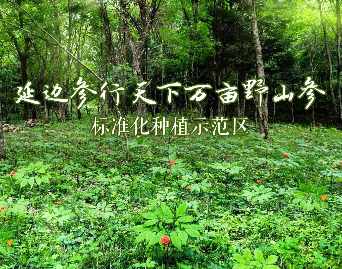 延边参行天下中药材种植基地有限公司